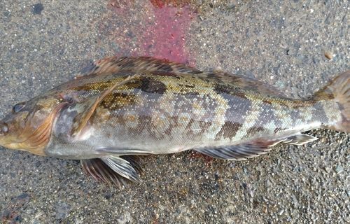 アイナメの釣果