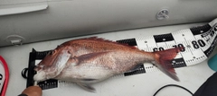 マダイの釣果
