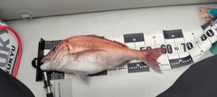 マダイの釣果