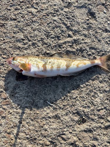ホッケの釣果