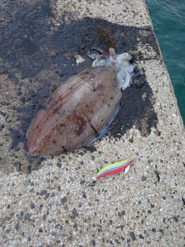 コウイカの釣果