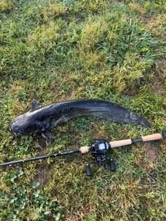 ナマズの釣果