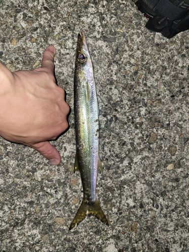 カマスの釣果