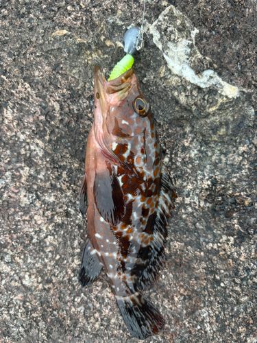 キジハタの釣果