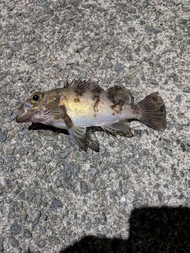 シロメバルの釣果