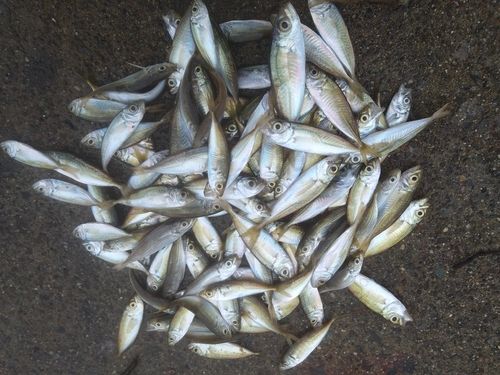 マアジの釣果