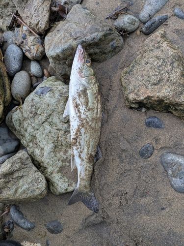 釣果