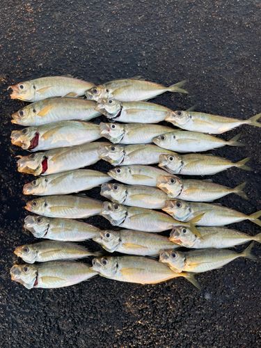 マアジの釣果