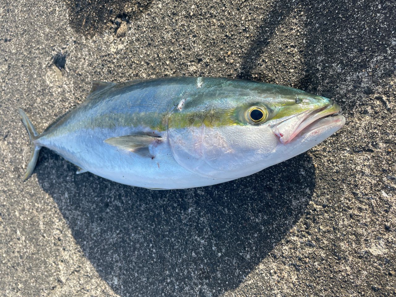 GG!! さんの 2026年05月23日のイナダの釣り・釣果情報(新潟県 - 瀬波