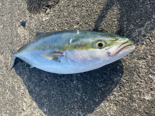 イナダの釣果