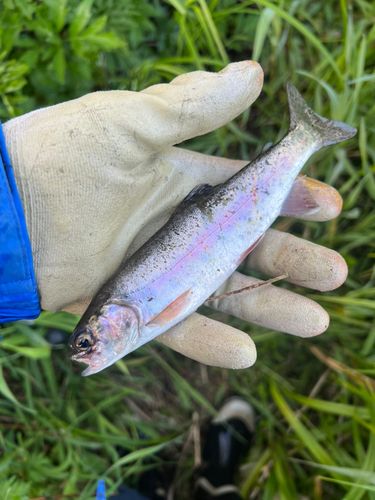 ブラウントラウトの釣果