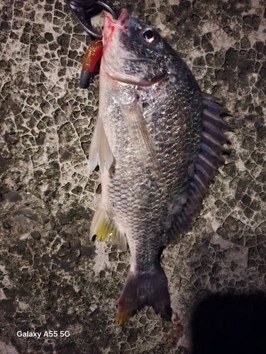 キビレの釣果