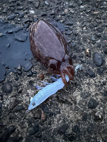 コウイカの釣果