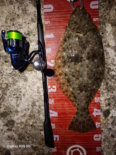 ヒラメの釣果