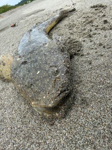 マゴチの釣果