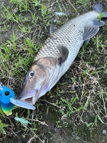 ニゴイの釣果