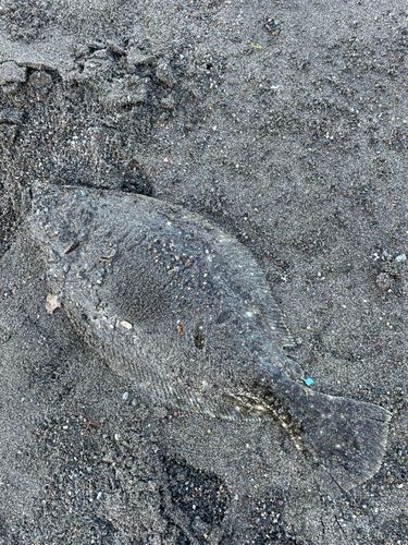 ソゲの釣果