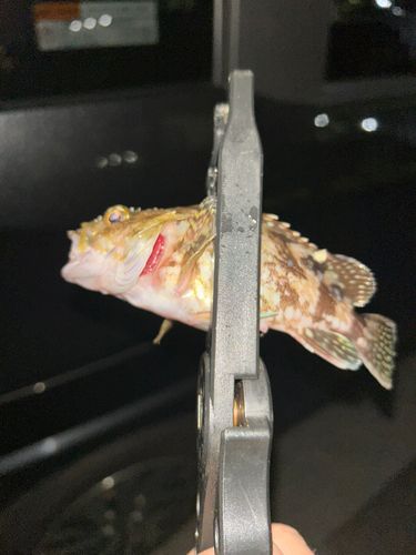 タケノコメバルの釣果