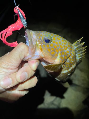 アコウの釣果