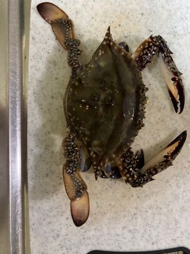 マガレイの釣果