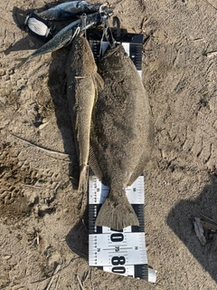 ヒラメの釣果