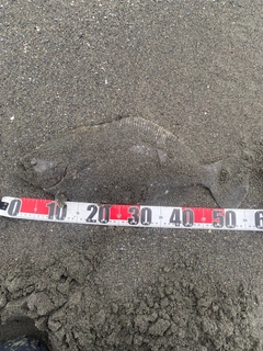 ヒラメの釣果
