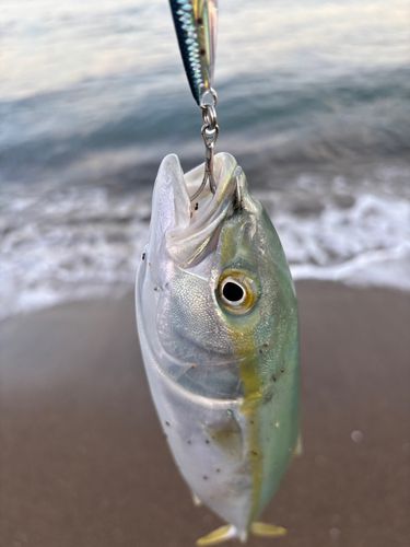 ワカシの釣果