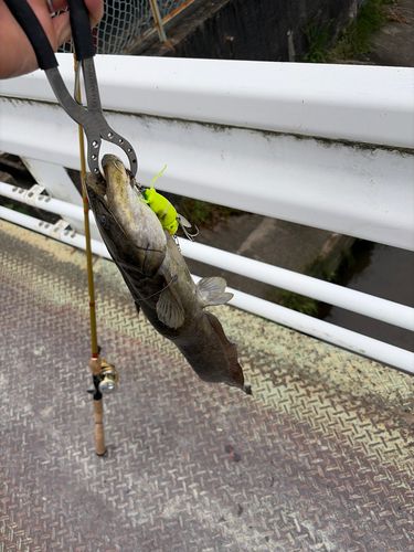 ナマズの釣果