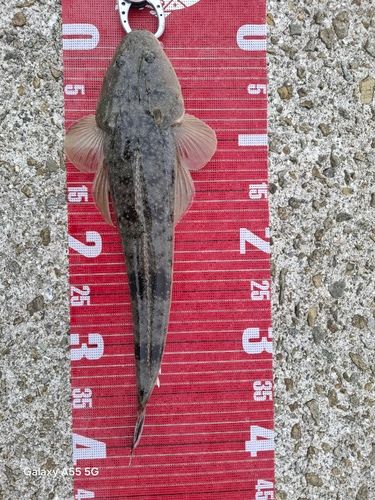 マゴチの釣果