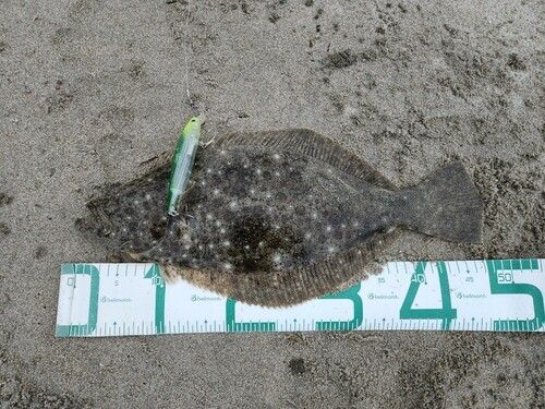 ヒラメの釣果