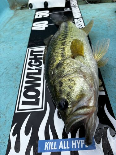 下物で釣れたブラックバスの釣り・釣果情報 - アングラーズ | 釣果600