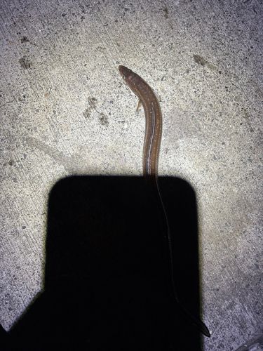 フッコ（ヒラスズキ）の釣果