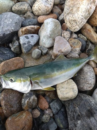 ツバイソの釣果