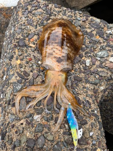 アオリイカの釣果