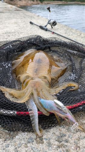 アオリイカの釣果