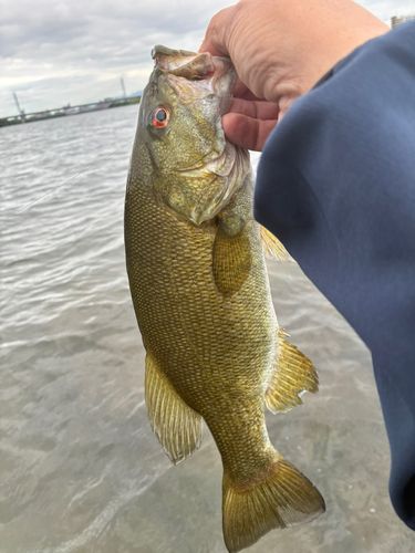 スモールマウスバスの釣果