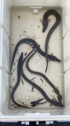 ウナギの釣果
