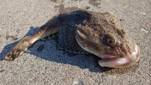 カジカの釣果