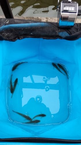 マハゼの釣果
