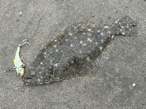 ソゲの釣果