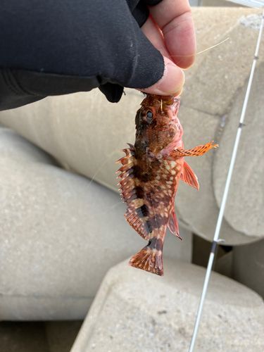 アラカブの釣果