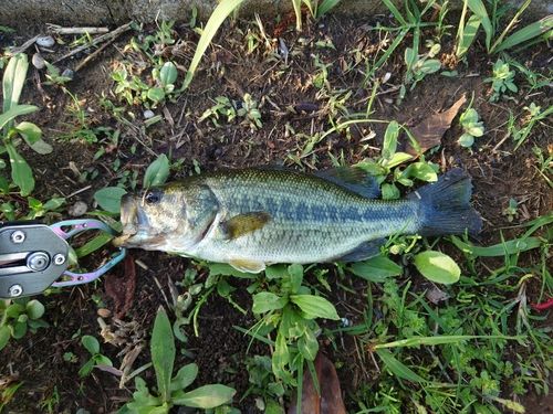ラージマウスバスの釣果