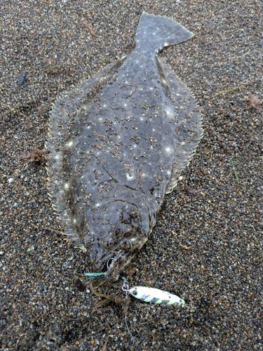 ヒラメの釣果