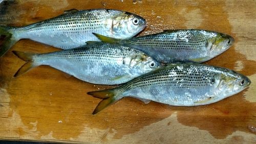 コノシロの釣果