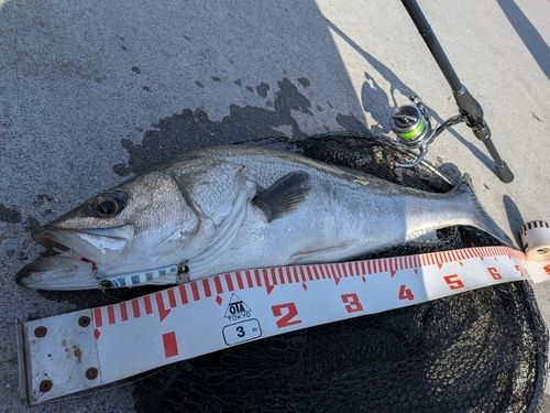 スズキの釣果