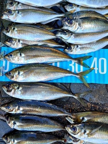 アジの釣果