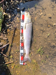 イトウの釣果