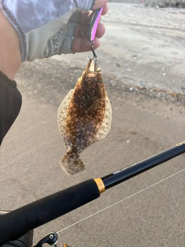 ヒラメの釣果