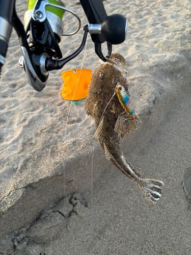 マゴチの釣果