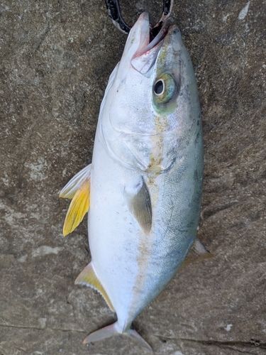 ヒラマサの釣果